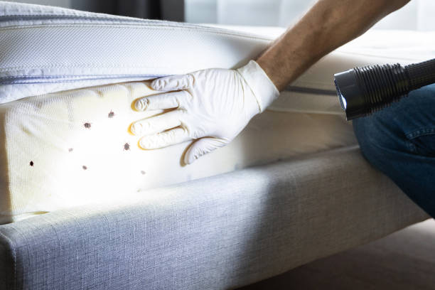 Flea Control Services in Windsor, PA